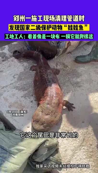 施工現(xiàn)場(chǎng)驚現(xiàn)1米長(zhǎng)娃娃魚